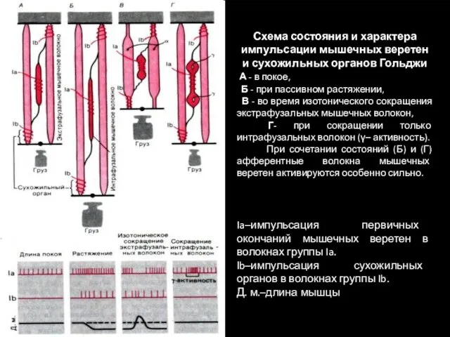 Схема состояния и характера импульсации мышечных веретен и сухожильных органов