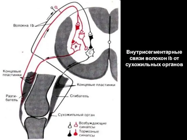 Внутрисегментарные связи волокон Ib от сухожильных органов