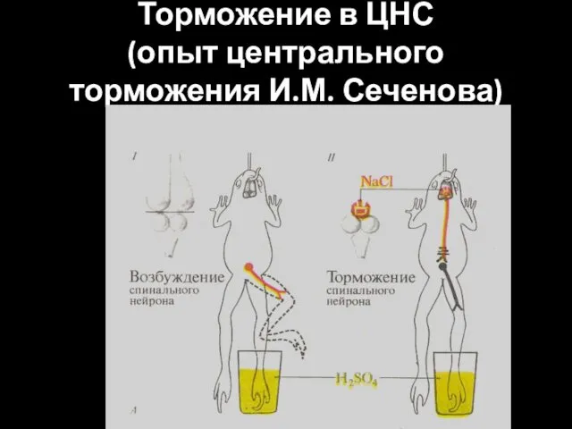 Торможение в ЦНС (опыт центрального торможения И.М. Сеченова)