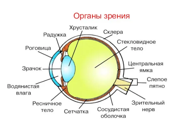 Органы зрения