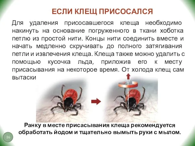 ЕСЛИ КЛЕЩ ПРИСОСАЛСЯ Для удаления присосавшегося клеща необходимо накинуть на основание погруженного в