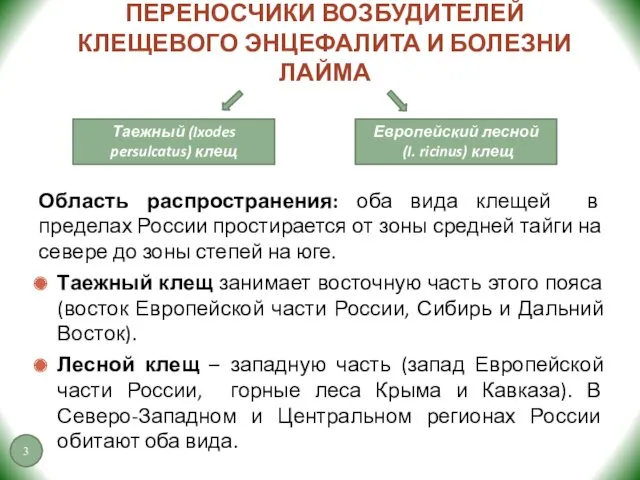 ПЕРЕНОСЧИКИ ВОЗБУДИТЕЛЕЙ КЛЕЩЕВОГО ЭНЦЕФАЛИТА И БОЛЕЗНИ ЛАЙМА Область распространения: оба вида клещей в