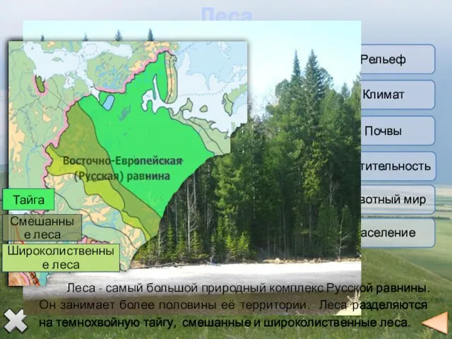 Леса Леса - самый большой природный комплекс Русской равнины. Он