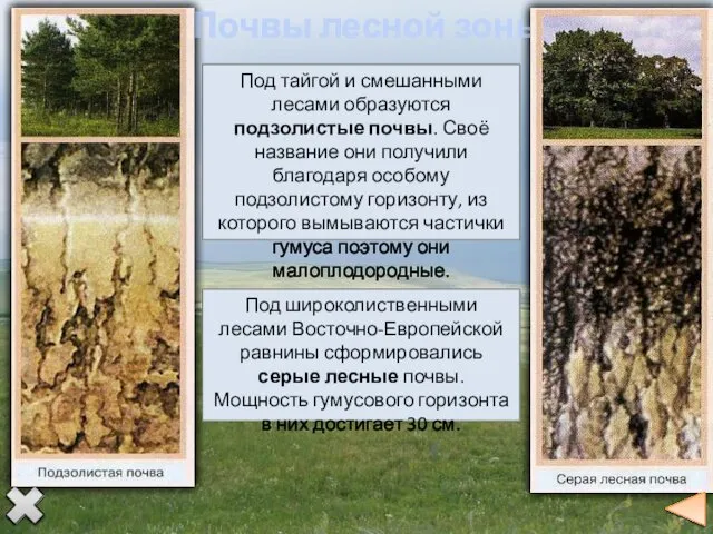 Почвы лесной зоны Под широколиственными лесами Восточно-Европейской равнины сформировались серые