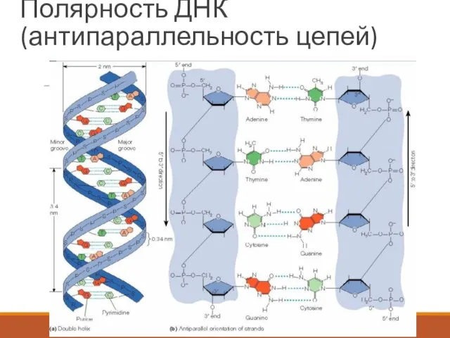 Полярность ДНК (антипараллельность цепей)