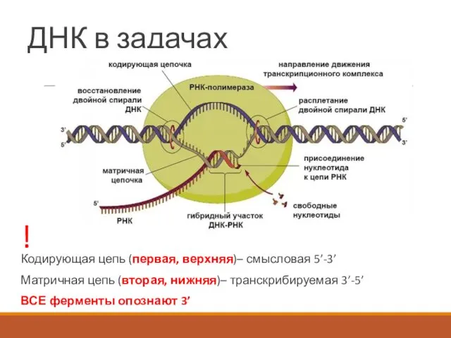 ДНК в задачах Кодирующая цепь (первая, верхняя)– смысловая 5’-3’ Матричная цепь (вторая, нижняя)–