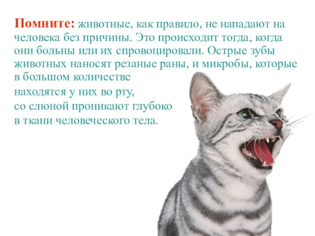 Помните: животные, как правило, не нападают на человека без причины.