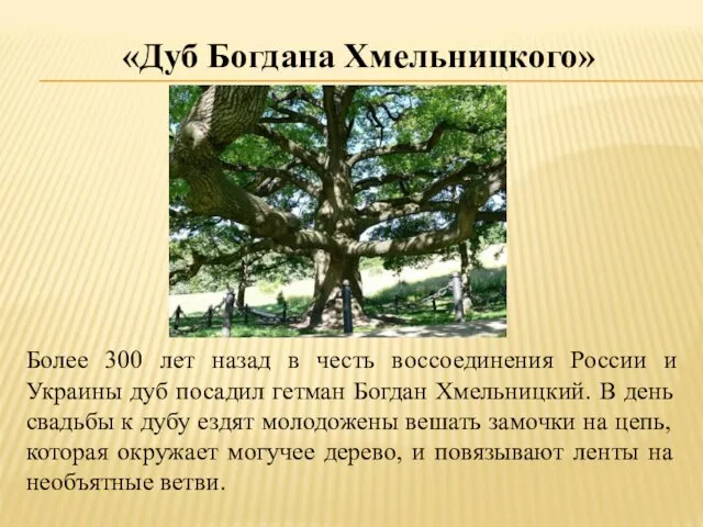 «Дуб Богдана Хмельницкого» Более 300 лет назад в честь воссоединения