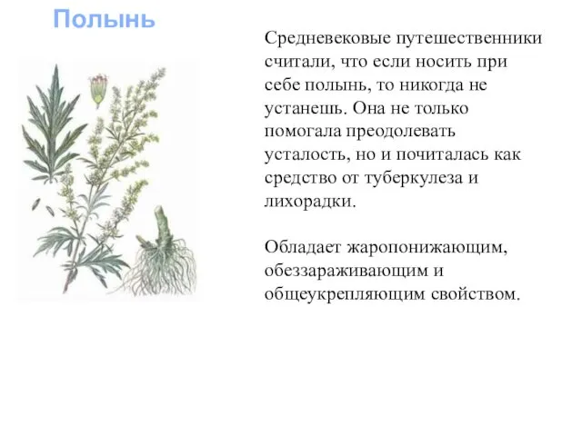 Полынь Средневековые путешественники считали, что если носить при себе полынь,