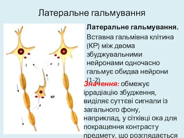 Латеральне гальмування Латеральне гальмування. Вставна гальмівна клітина (КР) між двома