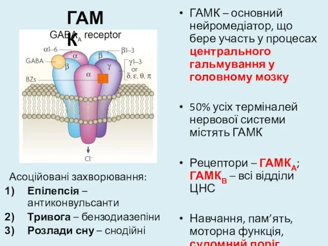 ГАМК – основний нейромедіатор, що бере участь у процесах центрального