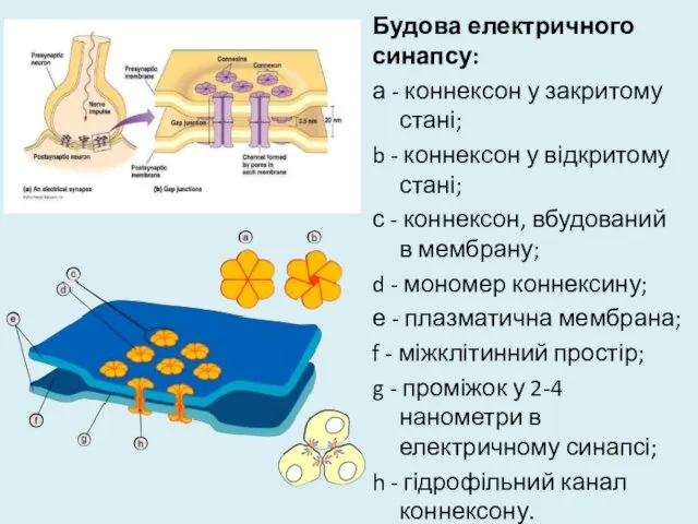 Будова електричного синапсу: а - коннексон у закритому стані; b