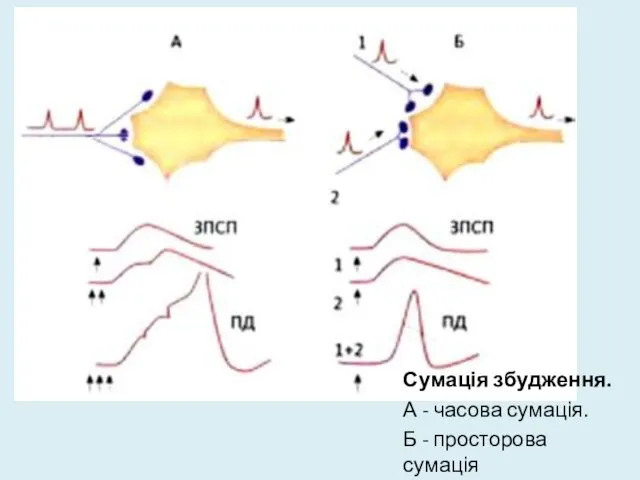 Сумація збудження. А - часова сумація. Б - просторова сумація