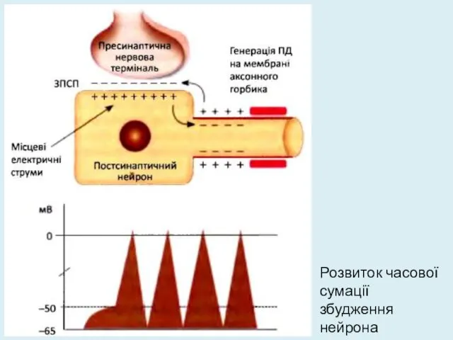 Розвиток часової сумації збудження нейрона