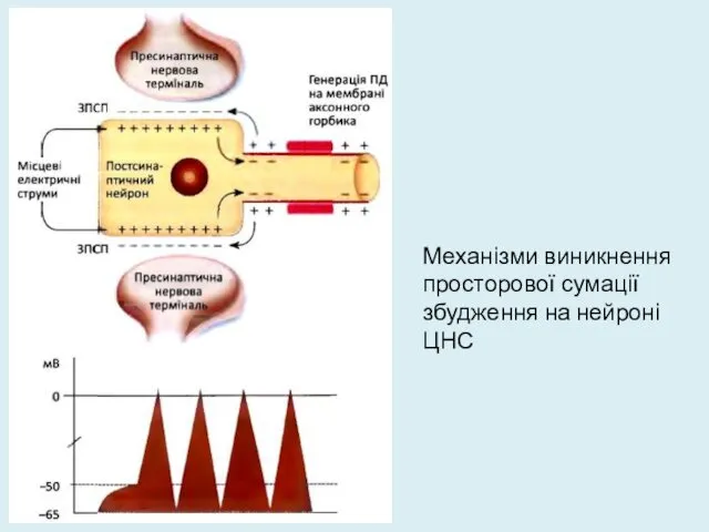 Механізми виникнення просторової сумації збудження на нейроні ЦНС