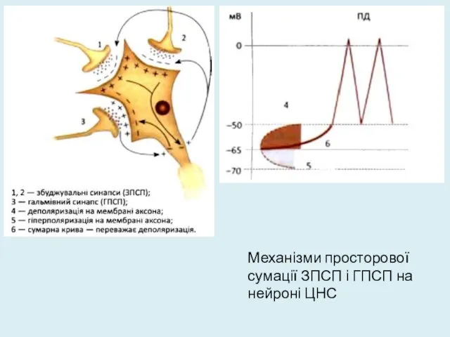 Механізми просторової сумації ЗПСП і ГПСП на нейроні ЦНС