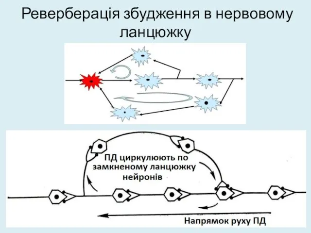 Реверберація збудження в нервовому ланцюжку