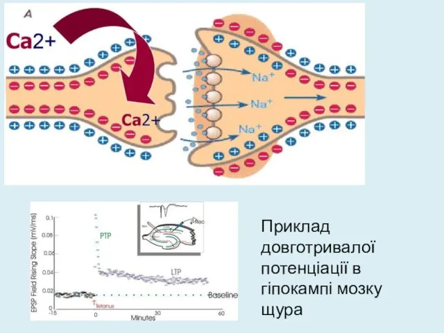 Приклад довготривалої потенціації в гіпокампі мозку щура