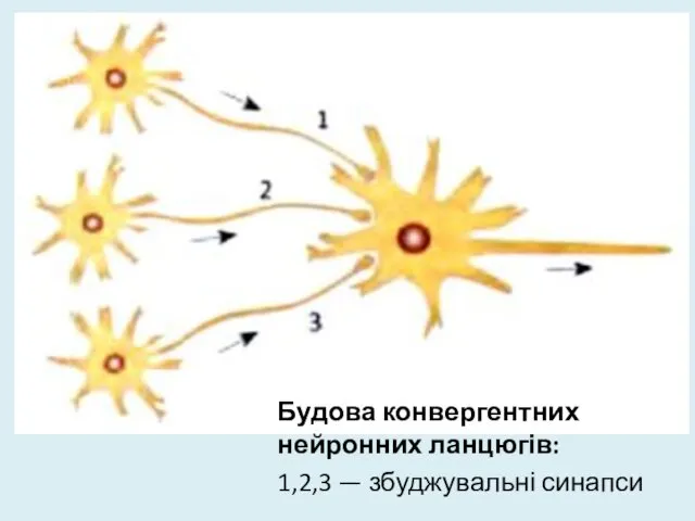 Будова конвергентних нейронних ланцюгів: 1,2,3 — збуджувальні синапси