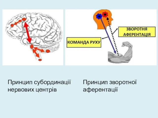 Принцип субординації нервових центрів Принцип зворотної аферентації