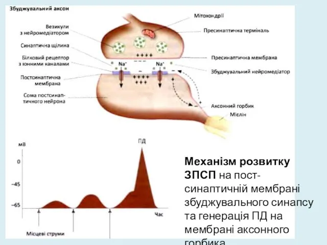 Механізм розвитку ЗПСП на пост- синаптичній мембрані збуджувального синапсу та генерація ПД на мембрані аксонного горбика
