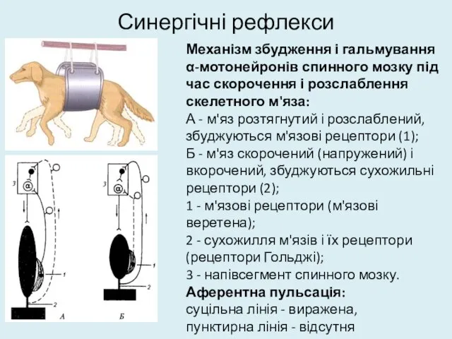 Синергічні рефлекси Механізм збудження і гальмування α-мотонейронів спинного мозку під