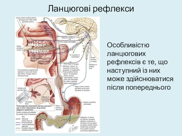 Ланцюгові рефлекси Особливістю ланцюгових рефлексів є те, що наступний із них може здійснюватися після попереднього