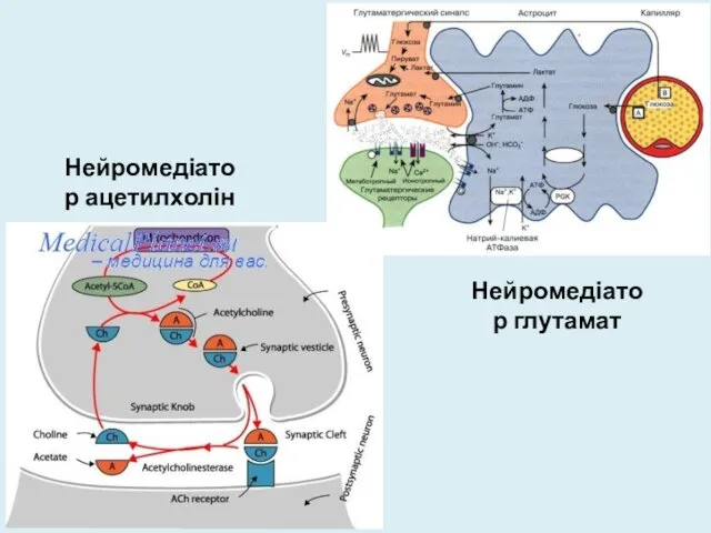 Нейромедіатор ацетилхолін Нейромедіатор глутамат