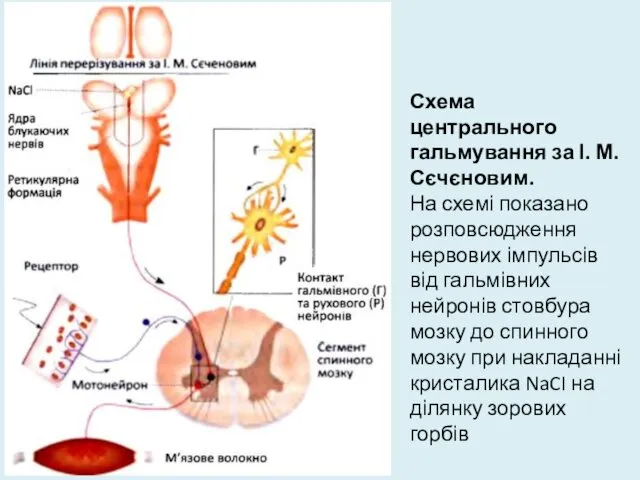 Схема центрального гальмування за І. М. Сєчєновим. На схемі показано