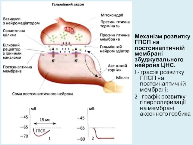 Механізм розвитку ГПСП на постсинаптичній мембрані збуджувального нейрона ЦНС. І