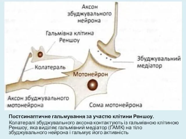 Постсинаптичне гальмування за участю клітини Реншоу. Колатералі збуджувального аксона контактують