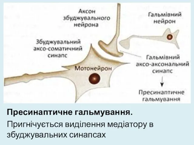 Пресинаптичне гальмування. Пригнічується виділення медіатору в збуджувальних синапсах