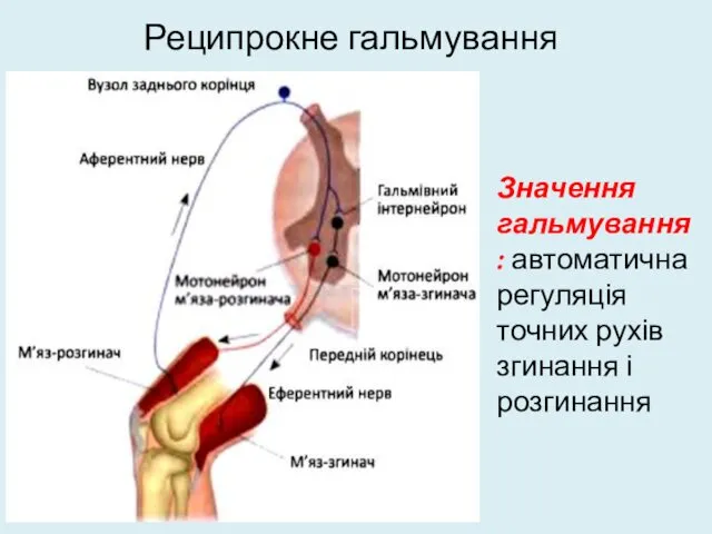 Реципрокне гальмування Значення гальмування: автоматична регуляція точних рухів згинання і розгинання