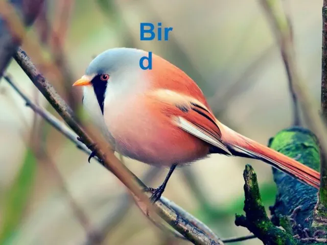 Bird