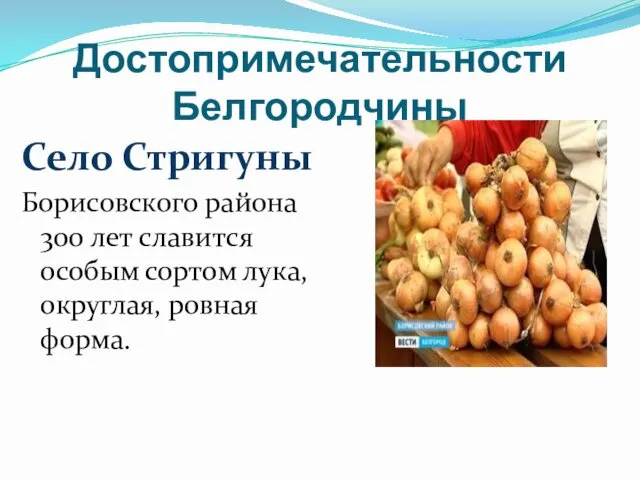 Достопримечательности Белгородчины Село Стригуны Борисовского района 300 лет славится особым сортом лука, округлая, ровная форма.