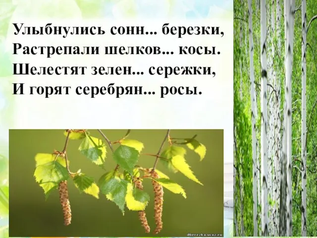 Улыбнулись сонн... березки, Растрепали шелков... косы. Шелестят зелен... сережки, И горят серебрян... росы.