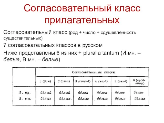 Согласовательный класс прилагательных Согласовательный класс (род + число + одушевленность