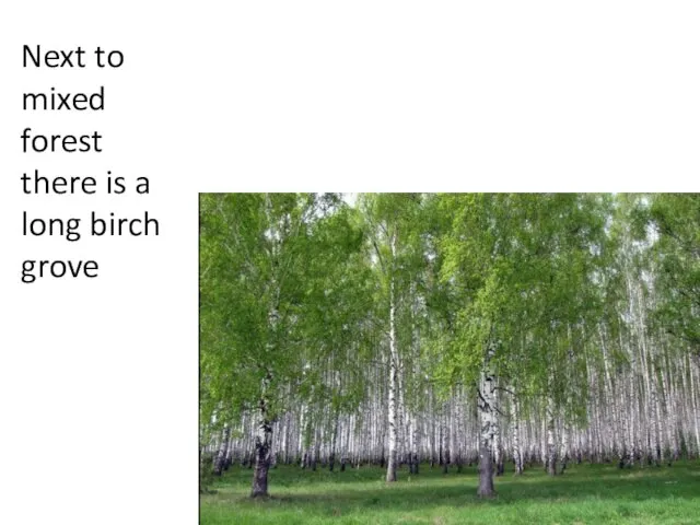 Next to mixed forest there is a long birch grove