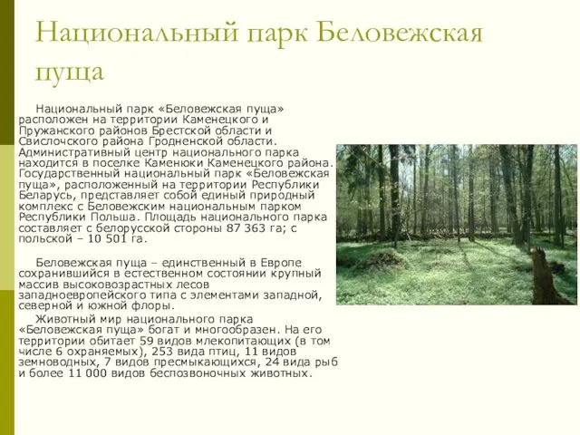 Национальный парк Беловежская пуща Национальный парк «Беловежская пуща» расположен на