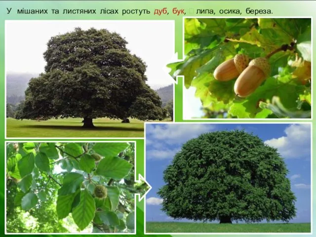 У мішаних та листяних лісах ростуть дуб, бук, ⮊ липа, осика, береза.