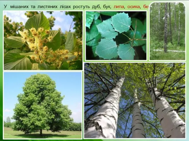 У мішаних та листяних лісах ростуть дуб, бук, липа, осика, береза.
