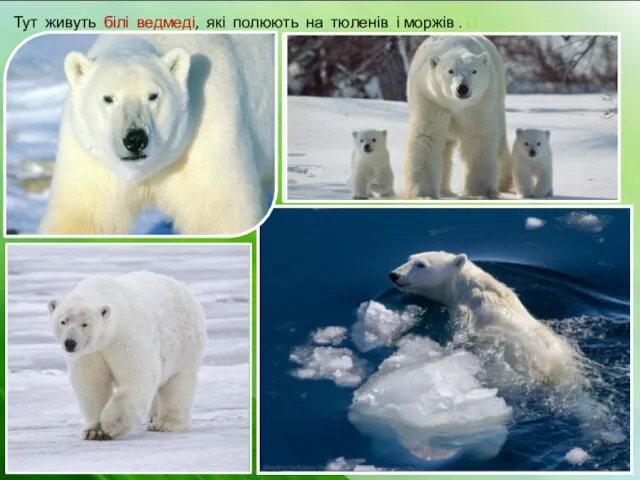 Тут живуть білі ведмеді, які полюють на тюленів і моржів . ⮊