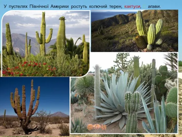 У пустелях Північної Америки ростуть колючий терен, кактуси, ⮊ агави.