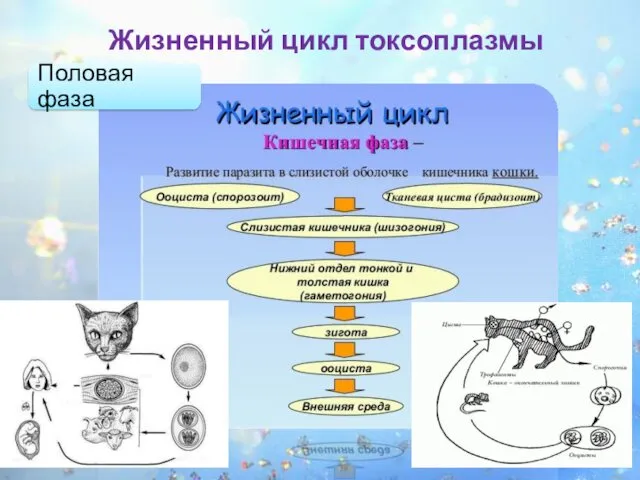 Жизненный цикл токсоплазмы