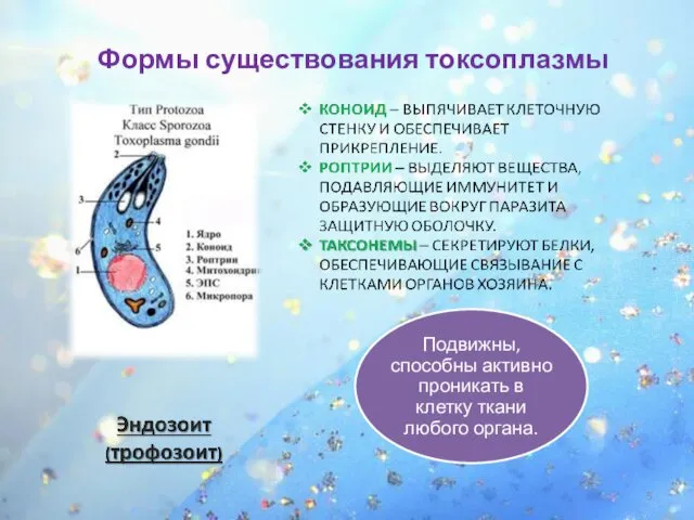 Формы существования токсоплазмы