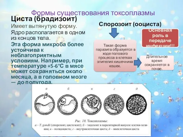 Циста (брадизоит) Имеет вытянутую форму. Ядро располагается в одном из