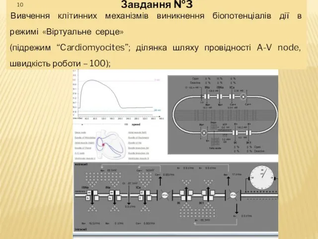 Завдання №3 Вивчення клітинних механізмів виникнення біопотенціалів дії в режимі