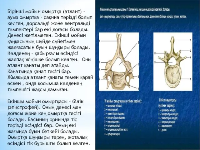 Бірінші мойын омыртқа (атлант) – ауыз омыртқа – сақина тәрізді болып келген, дорсальді