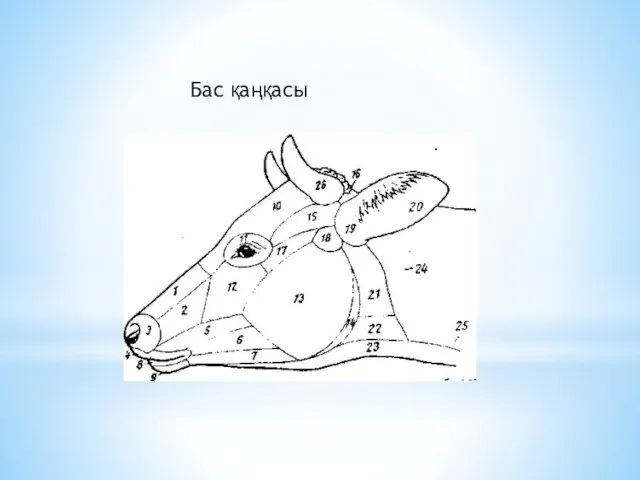 Бас қаңқасы