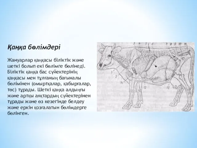 Қаңқа бөлімдері Жануарлар қаңқасы біліктік және шеткі болып екі бөлімге